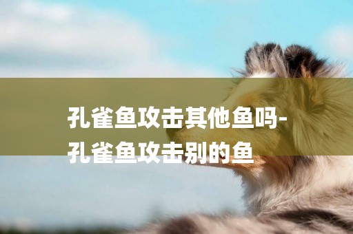孔雀魚攻擊其他魚嗎-
孔雀魚攻擊別的魚