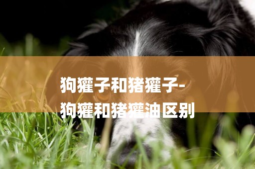 狗獾子和豬獾子-
狗獾和豬獾油區別