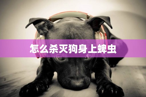 怎么殺滅狗身上蜱蟲