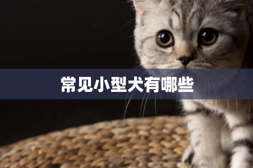 常見小型犬有哪些