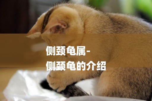 側頸龜屬-
側頸龜的介紹
