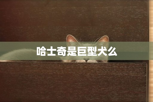 哈士奇是巨型犬么