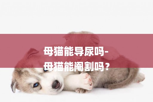 母貓能導尿嗎-
母貓能閹割嗎？