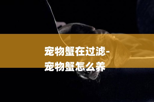 寵物蟹在過濾-
寵物蟹怎么養