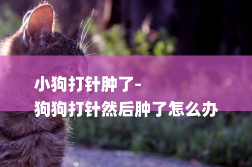 小狗打針腫了-
狗狗打針然后腫了怎么辦