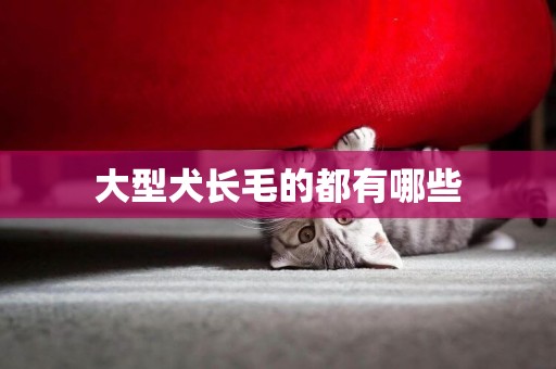 大型犬長毛的都有哪些