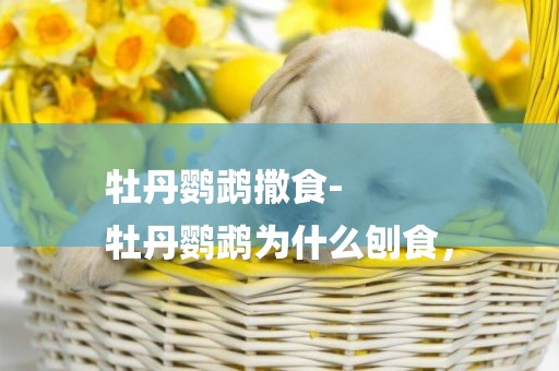 牡丹鸚鵡撒食-
牡丹鸚鵡為什么刨食，