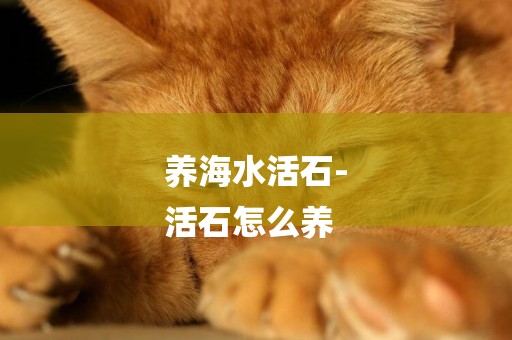 養海水活石-
活石怎么養