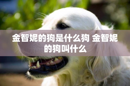金智妮的狗是什么狗 金智妮的狗叫什么