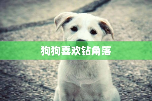 狗狗喜歡鉆角落