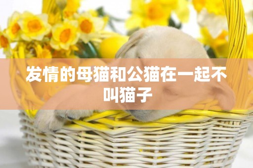 發情的母貓和公貓在一起不叫貓子