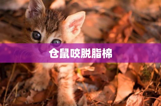 倉鼠咬脫脂棉
