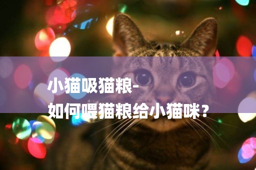 小貓吸貓糧-
如何喂貓糧給小貓咪？