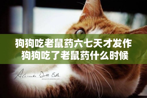 狗狗吃老鼠藥六七天才發作 狗狗吃了老鼠藥什么時候發作