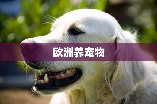 歐洲養寵物
