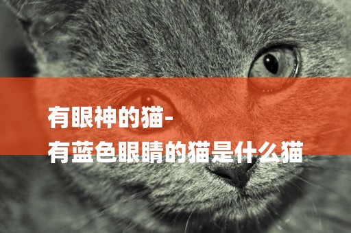 有眼神的貓-
有藍色眼睛的貓是什么貓