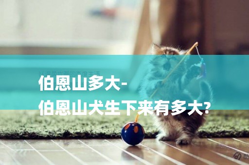 伯恩山多大-
伯恩山犬生下來有多大?
