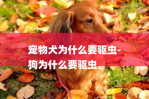 寵物犬為什么要驅蟲-
狗為什么要驅蟲。