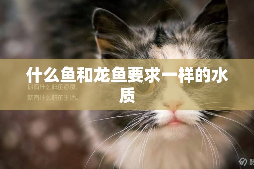 什么魚和龍魚要求一樣的水質