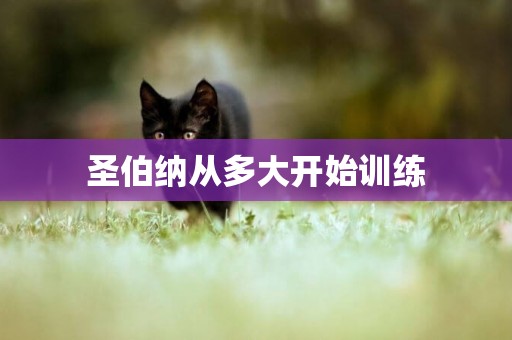 圣伯納從多大開始訓練