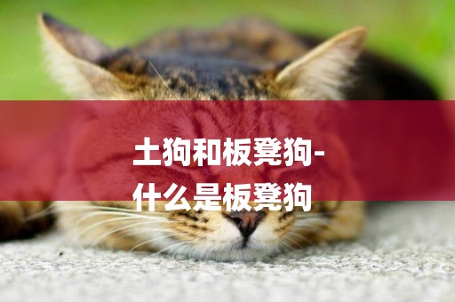 土狗和板凳狗-
什么是板凳狗