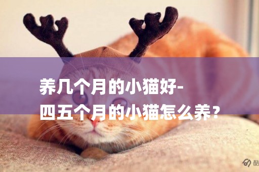 養幾個月的小貓好-
四五個月的小貓怎么養？