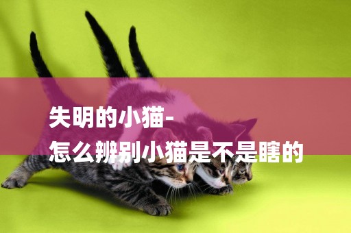 失明的小貓-
怎么辨別小貓是不是瞎的