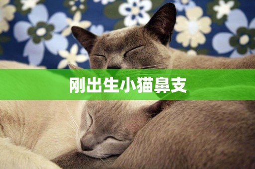 剛出生小貓鼻支