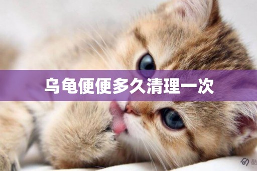 烏龜便便多久清理一次