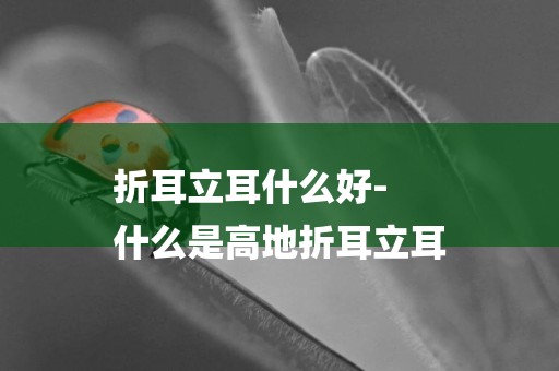 折耳立耳什么好-
什么是高地折耳立耳