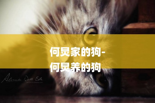 何炅家的狗-
何炅養的狗