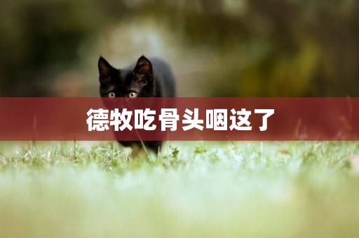 德牧吃骨頭咽這了