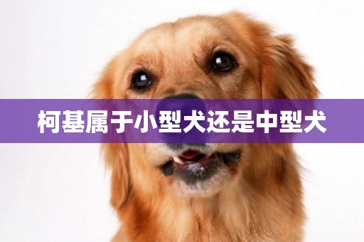 柯基屬于小型犬還是中型犬