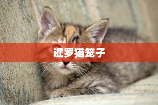 暹羅貓籠子
