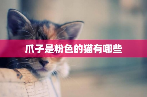 爪子是粉色的貓有哪些