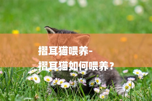 摺耳貓喂養-
摺耳貓如何喂養？