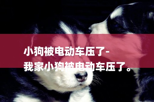小狗被電動車壓了-
我家小狗被電動車壓了。