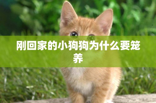 剛回家的小狗狗為什么要籠養