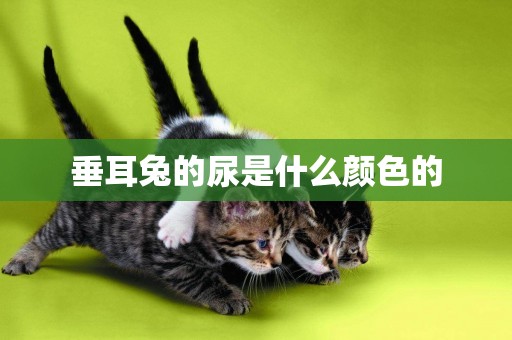 垂耳兔的尿是什么顏色的