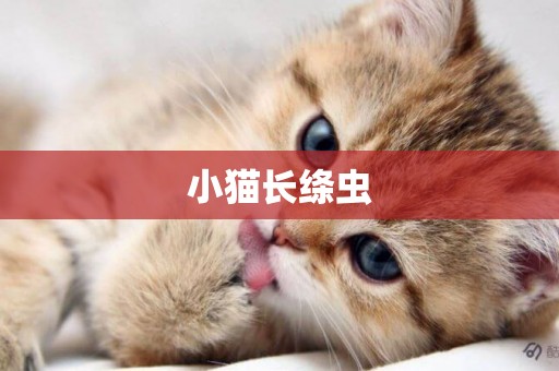 小貓長絳蟲