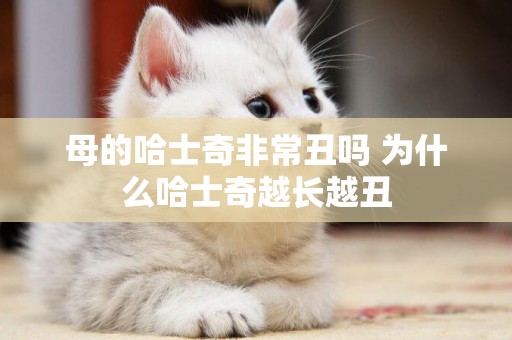母的哈士奇非常丑嗎 為什么哈士奇越長越丑
