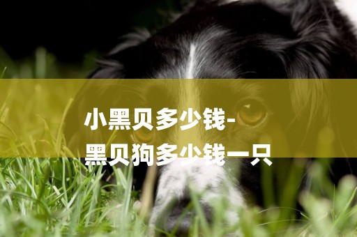小黑貝多少錢-
黑貝狗多少錢一只