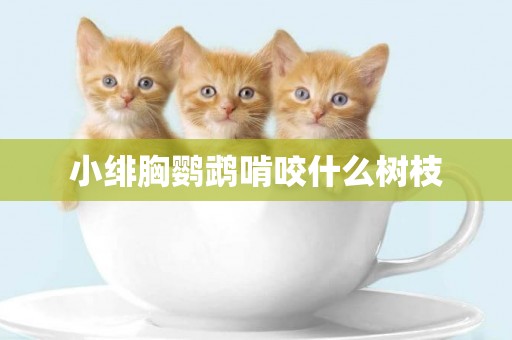 小緋胸鸚鵡啃咬什么樹枝