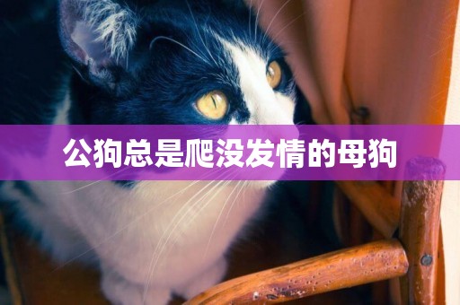 公狗總是爬沒發情的母狗
