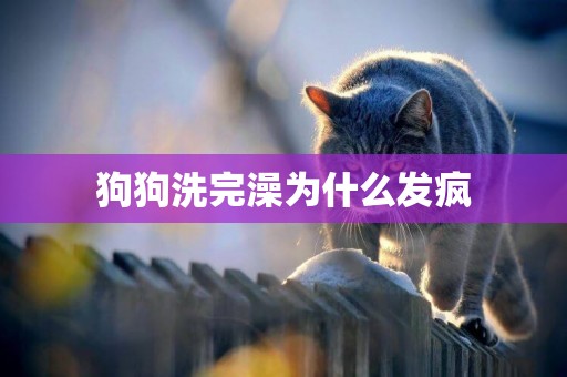 狗狗洗完澡為什么發瘋