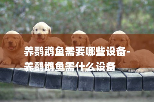 養鸚鵡魚需要哪些設備-
養鸚鵡魚需什么設備
