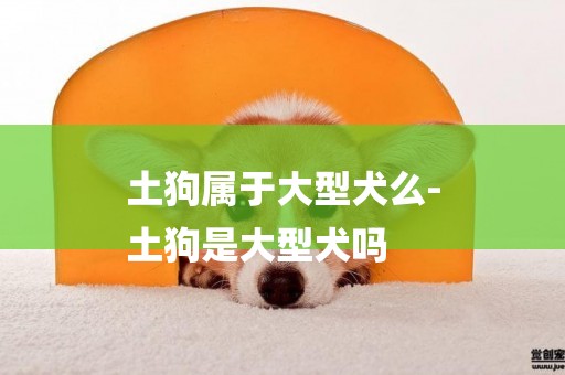 土狗屬于大型犬么-
土狗是大型犬嗎