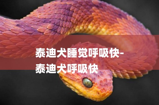 泰迪犬睡覺呼吸快-
泰迪犬呼吸快