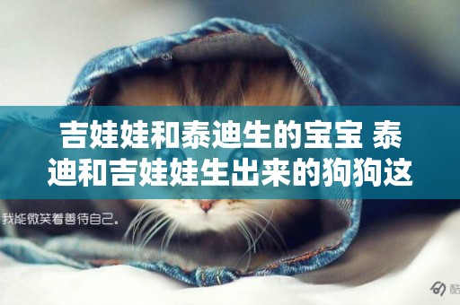 吉娃娃和泰迪生的寶寶 泰迪和吉娃娃生出來的狗狗這么好看