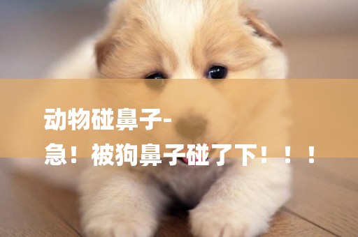 動物碰鼻子-
急！被狗鼻子碰了下！！！